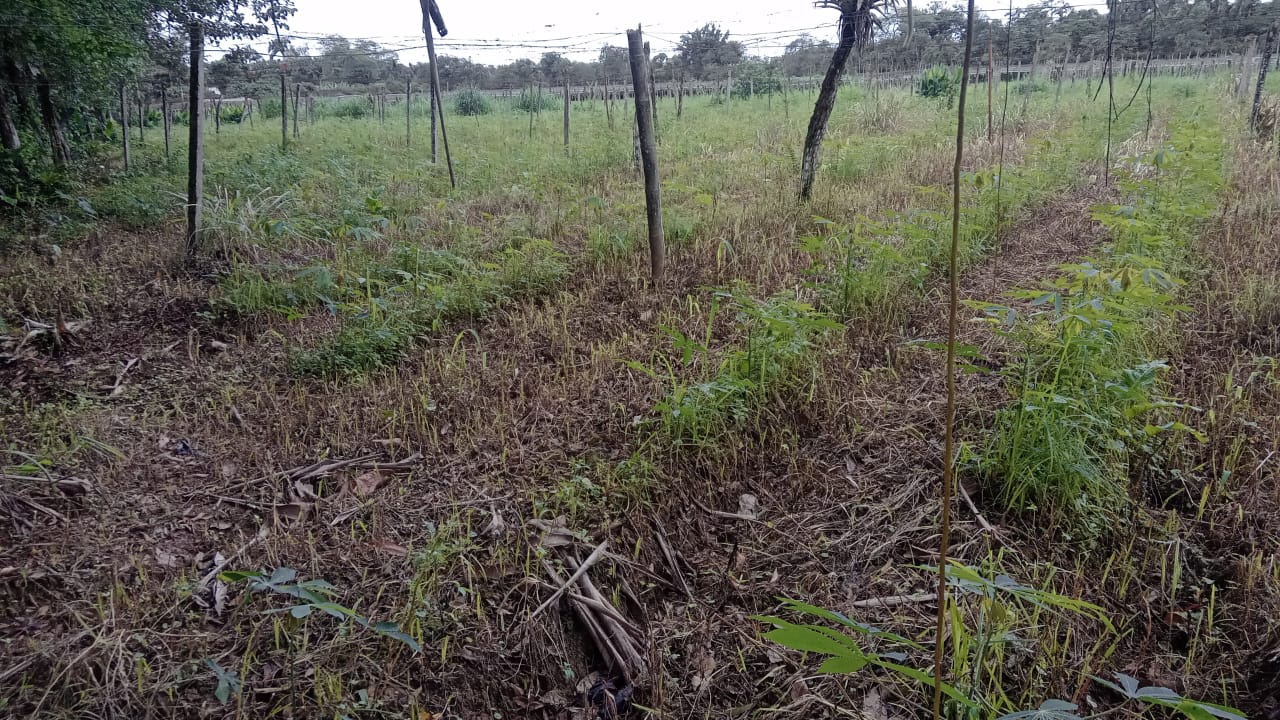 Plantação na fase inicial e árvores ao fundo